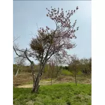 宝條 夏恋