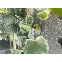 翠
