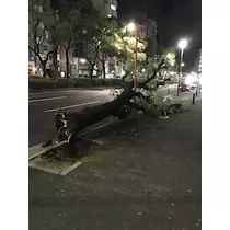 さくら