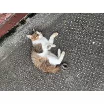 あみ