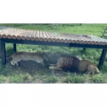 まりん