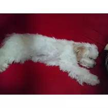 愛羽 仁美