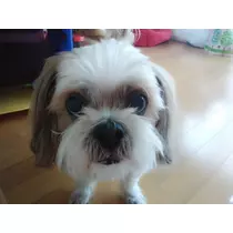 あゆ