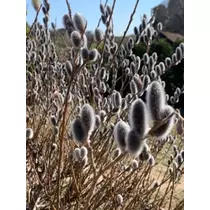 立華 碧