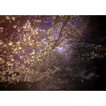 ハルカ