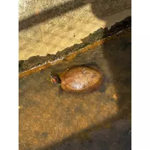 ほのか