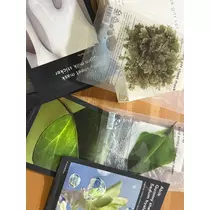 緑 四葉