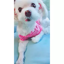 優衣