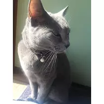 さくら