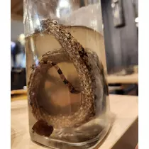 紫音