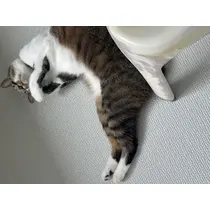 恋麦乃 ちょり
