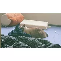 ひな