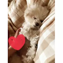 夏樹 あや