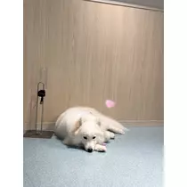 さつき