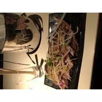 宝條 夏恋
