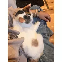 ぽん