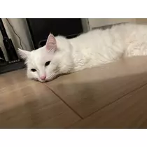 佐倉 里緒