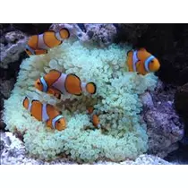 コウ