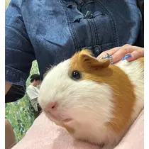 あんず