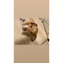 美月