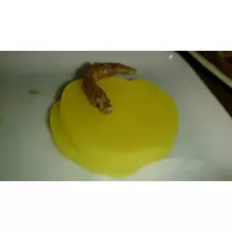七星 夏純