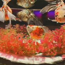 さつき