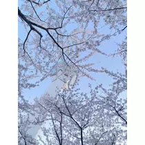 如月 みゆう