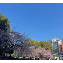 リン