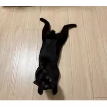 芹奈