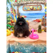 ヒカリ
