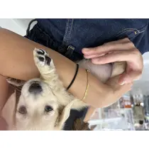 ゆな