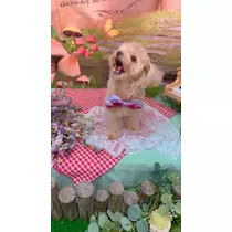 葉月 りほ