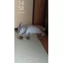 ゆきの