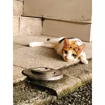 橘 かれん