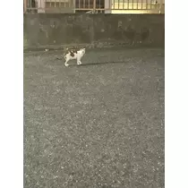 式波 ツバサ