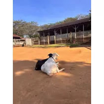 マコト