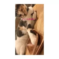 蓮