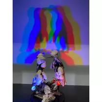 さくら