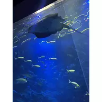 ののか