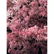 はづき
