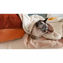 ひな