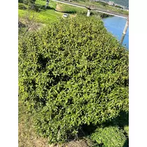 山田 華蓮