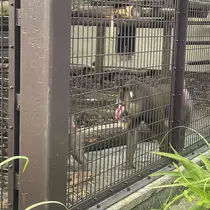ちゃお