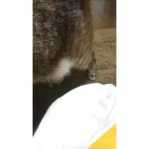 ひな