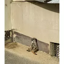 涼宮 かごめ