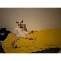 足立 はな
