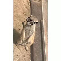 三鷹 真綺