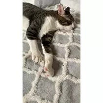 和田 わた