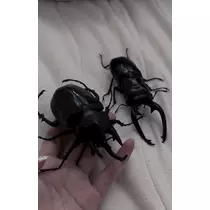 アイルトン・セナ
