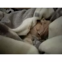 あおい